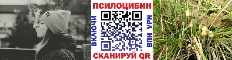 где найти   Прохладный  блэк спрут ONION  Псилоцибиновые грибы Psilocybine cubensis 