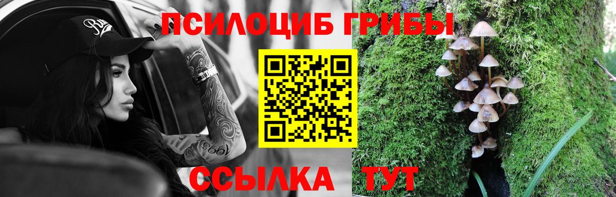 Галлюциногенные грибы Psilocybe Прохладный