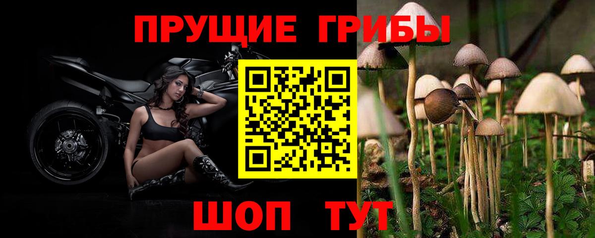 Галлюциногенные грибы GOLDEN TEACHER  Псилоцибиновые грибы GOLDEN TEACHER  Вход с VPN  продажа наркотиков  Прохладный 